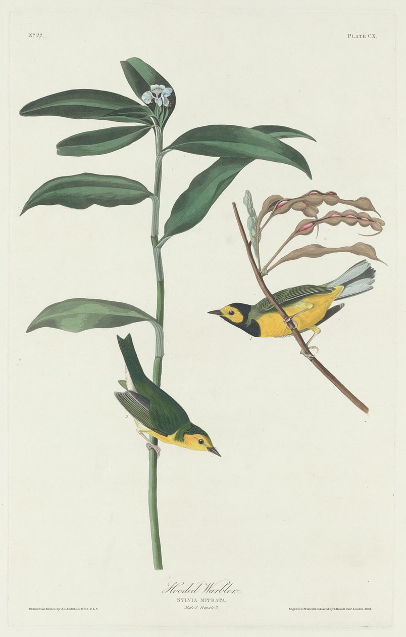Toutinegra encapuzada de Robert Havell after John James Audubon