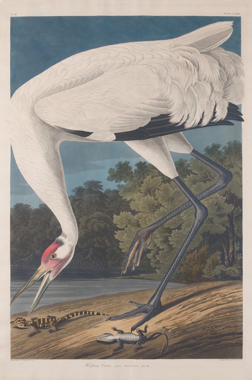 guindaste de arco de Robert Havell after John James Audubon