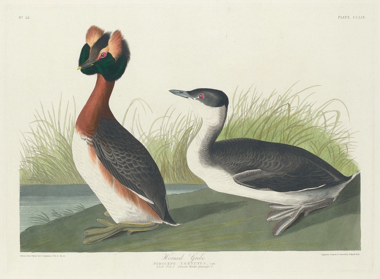 Grebe Chifrudo de Robert Havell after John James Audubon