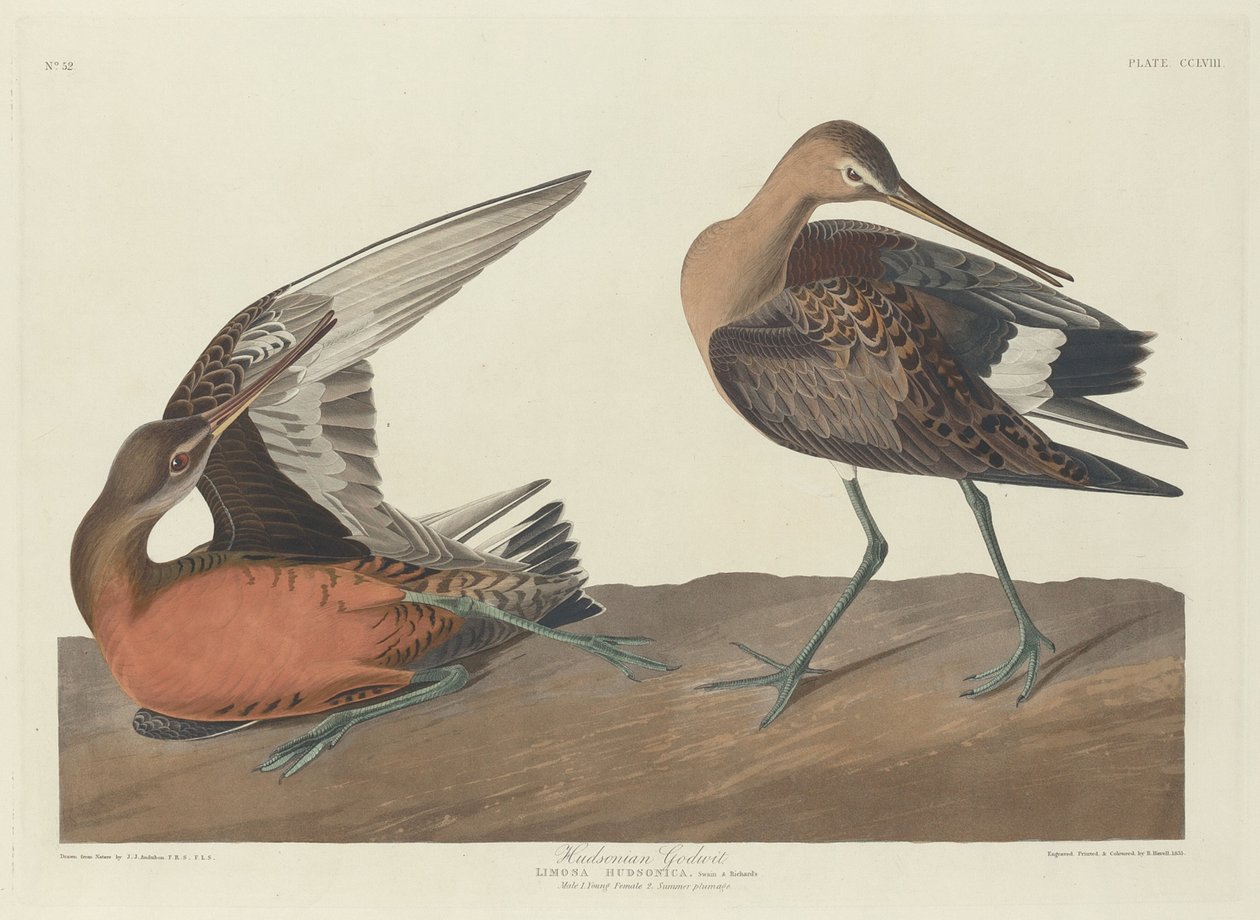 Godwit Hudsonian de Robert Havell after John James Audubon