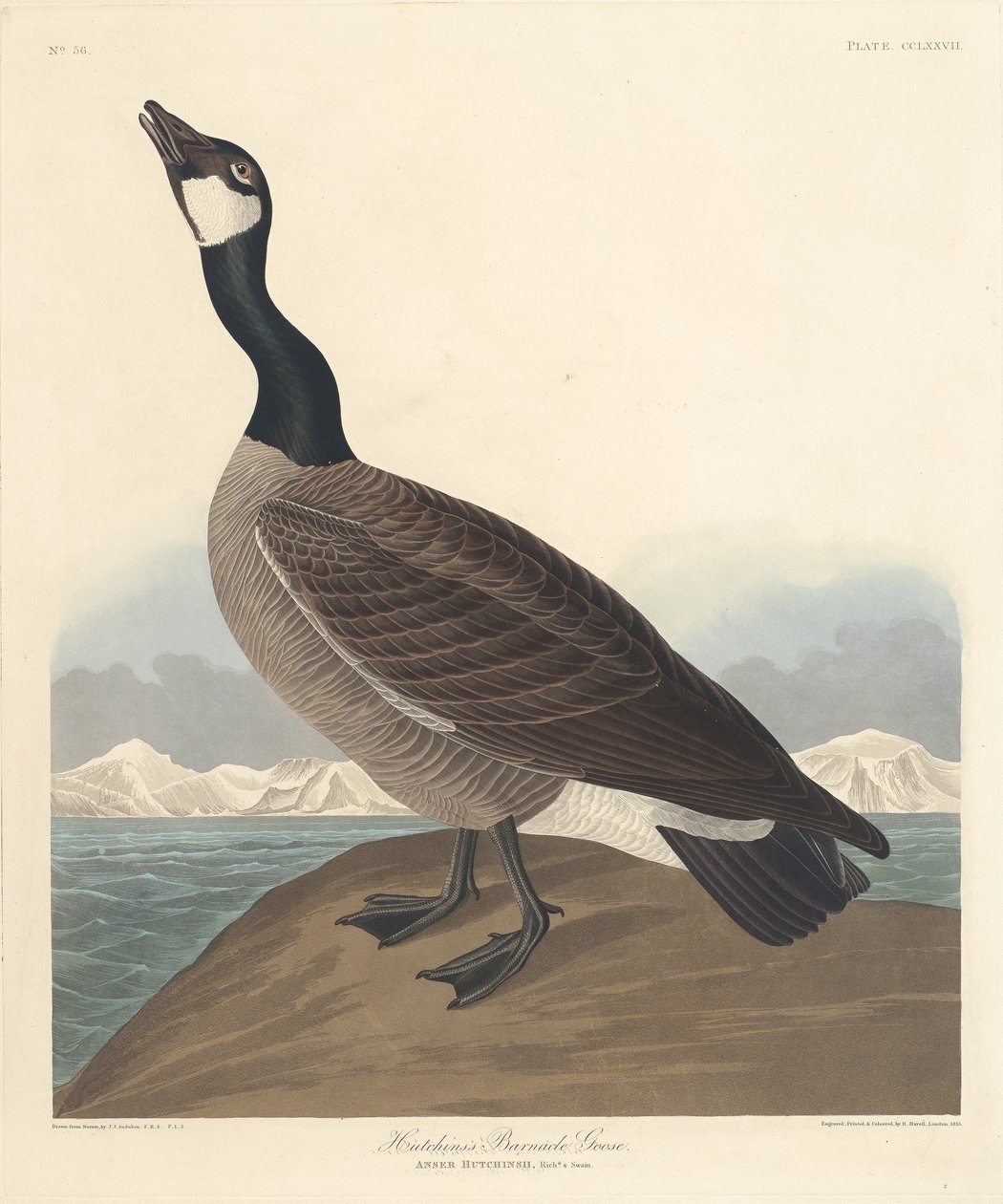 Ganso Barnacle de Hutchin de Robert Havell after John James Audubon
