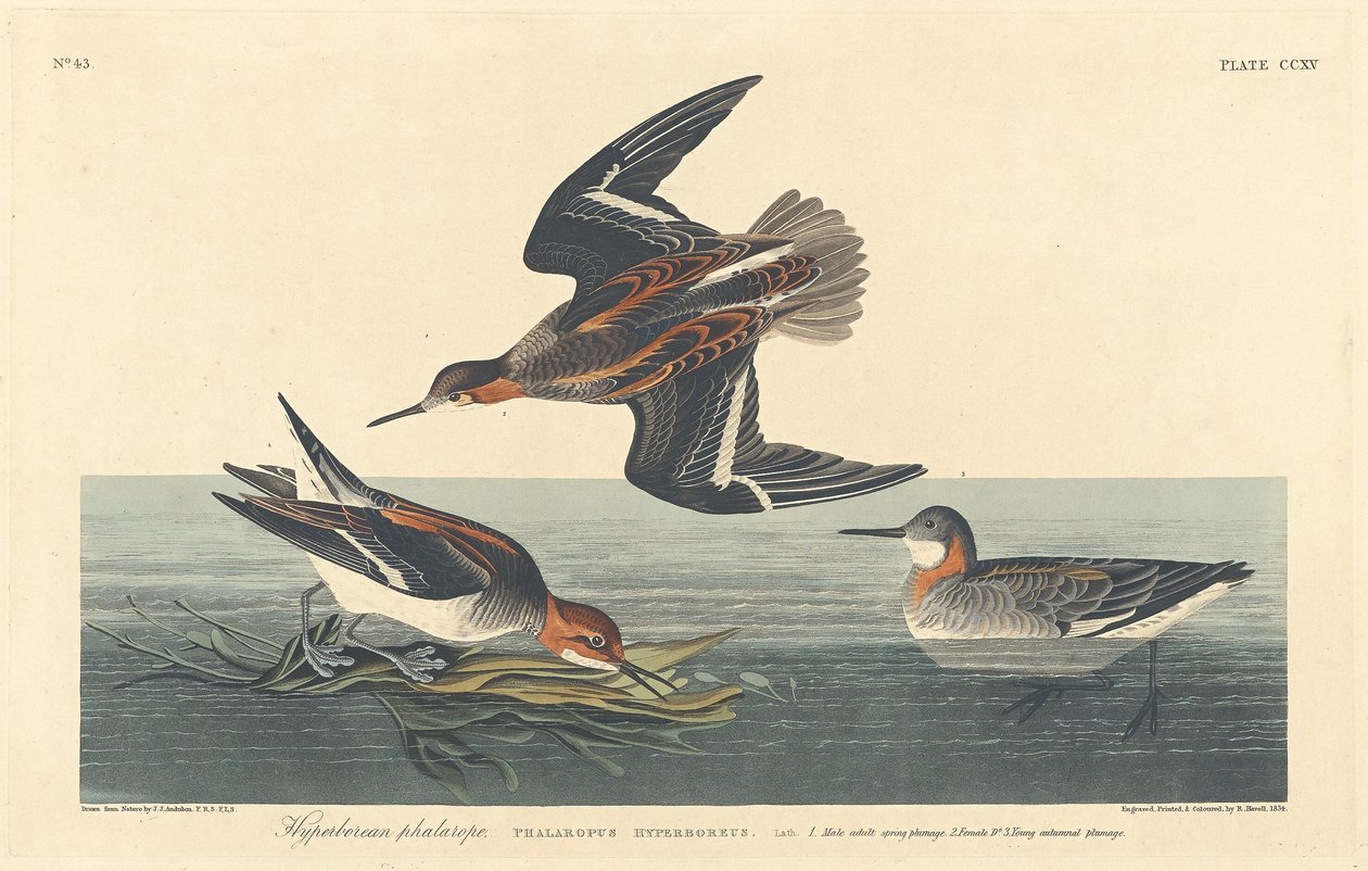Falaropo Hiperbóreo de Robert Havell after John James Audubon