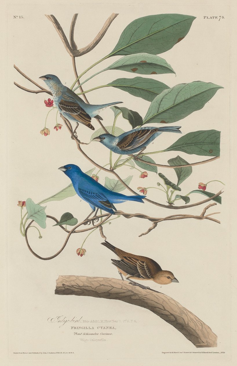 Pássaro índigo de Robert Havell after John James Audubon
