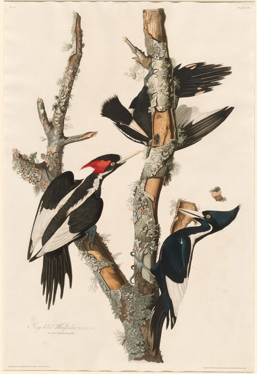 Pica-pau-de-bico-marfim de Robert Havell after John James Audubon
