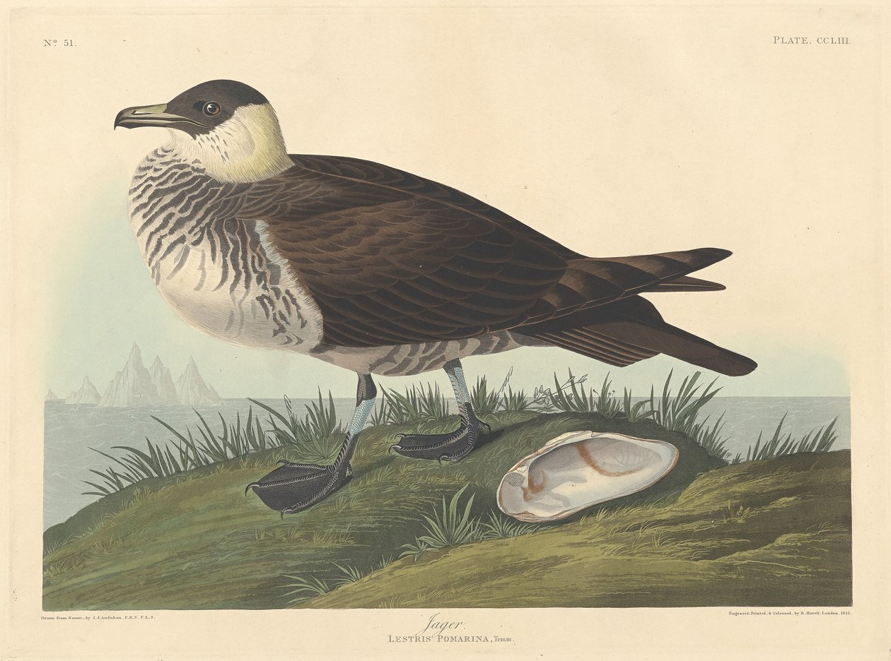 Jager de Robert Havell after John James Audubon