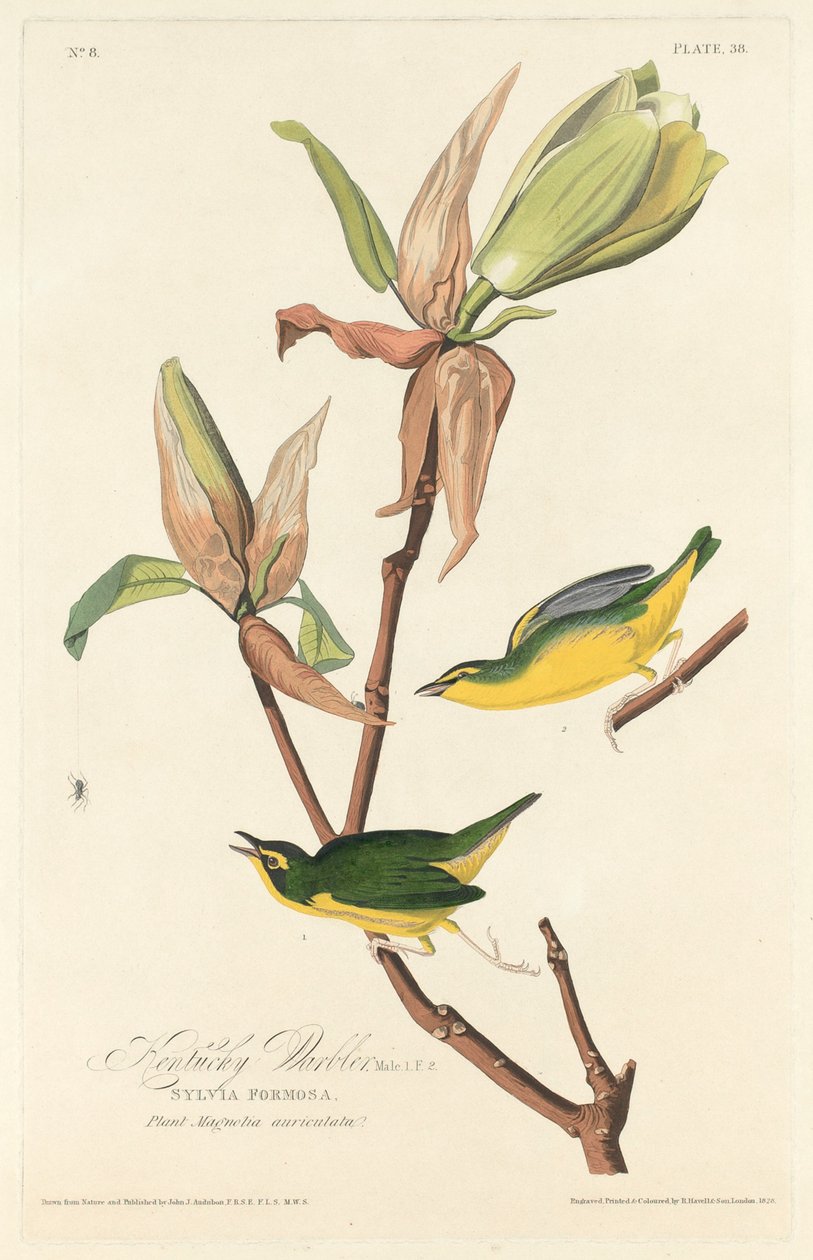 Toutinegra de Kentucky de Robert Havell after John James Audubon