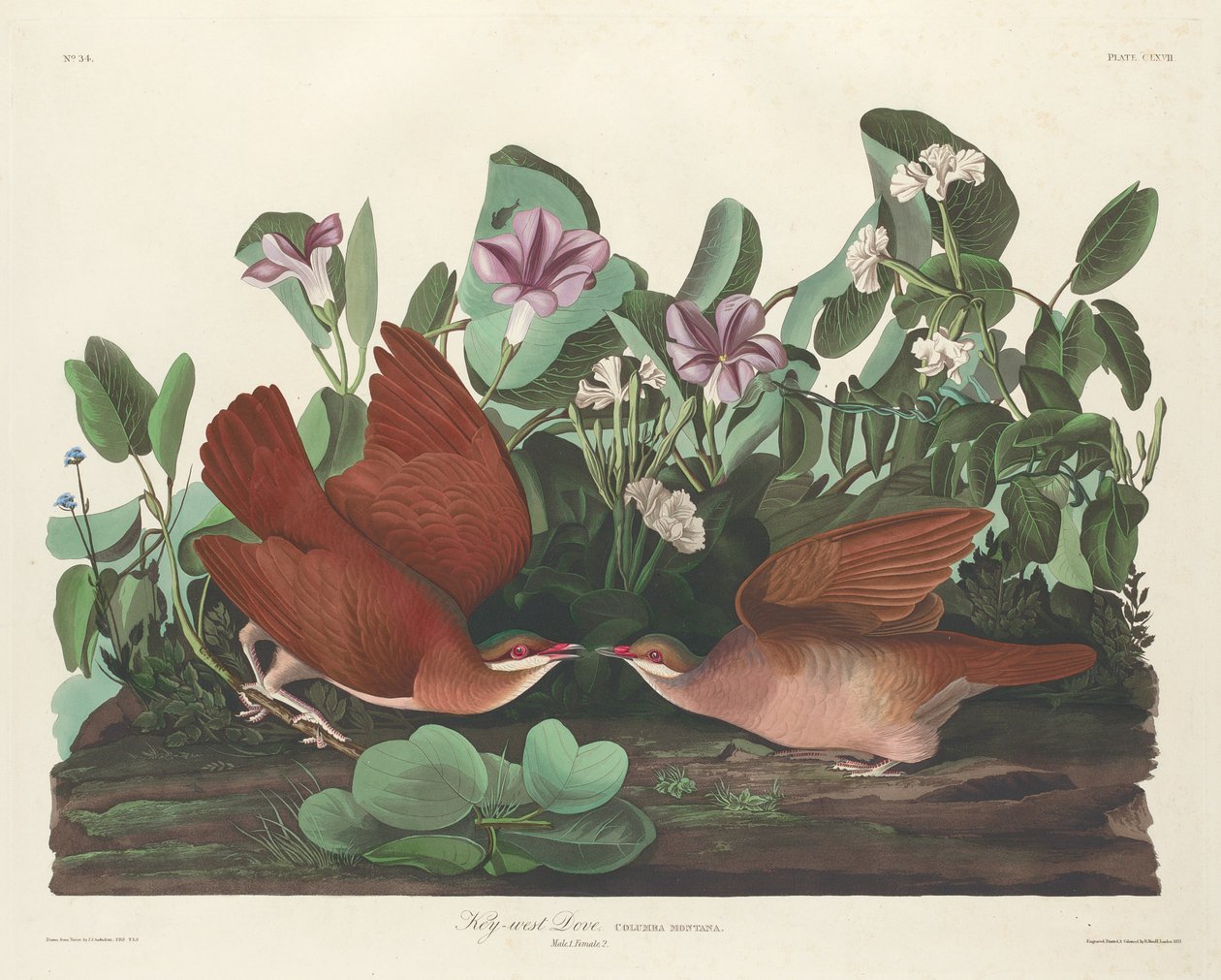 Pomba de Key-west de Robert Havell after John James Audubon
