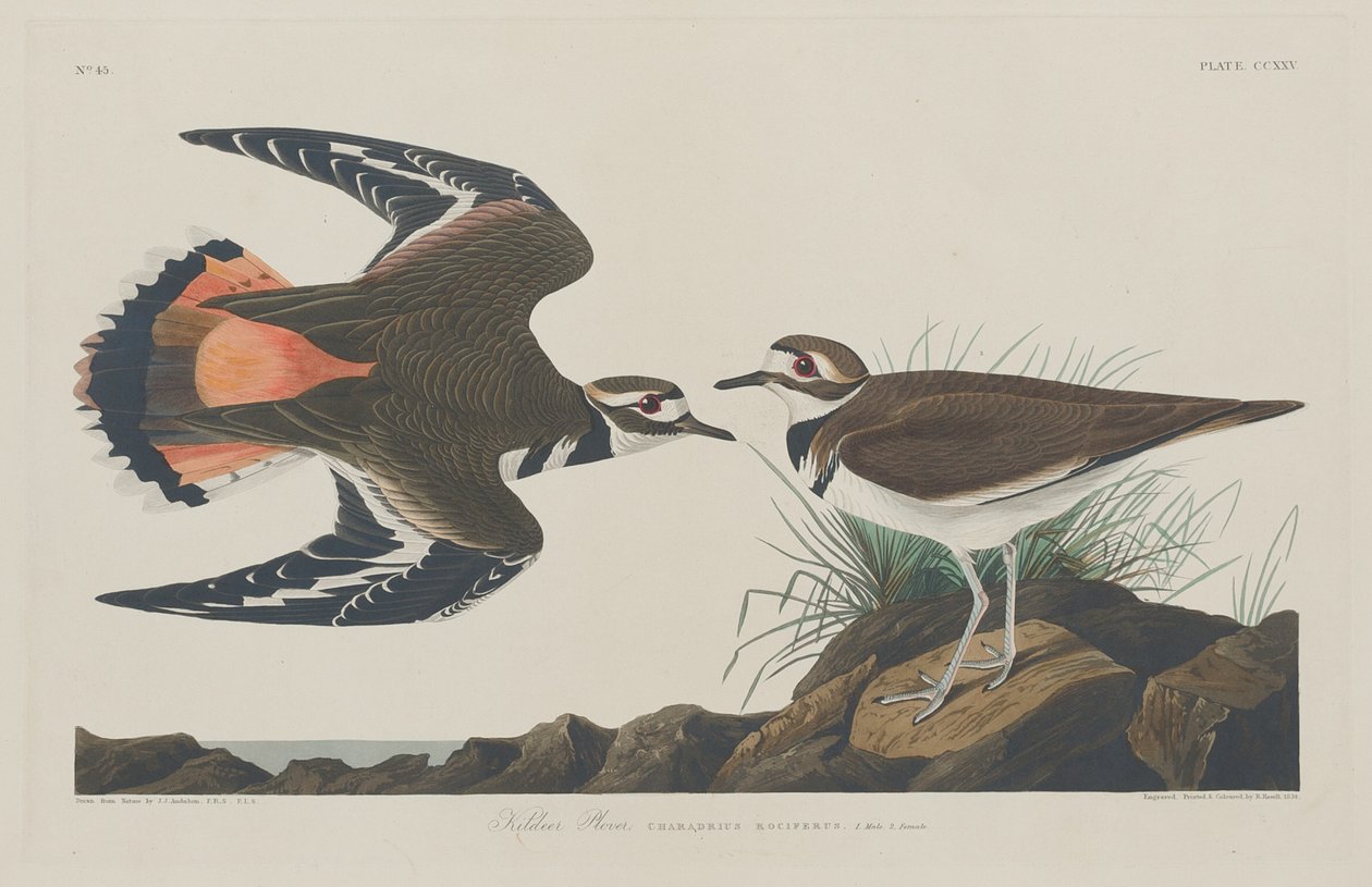 Tarambola Kildeer de Robert Havell after John James Audubon