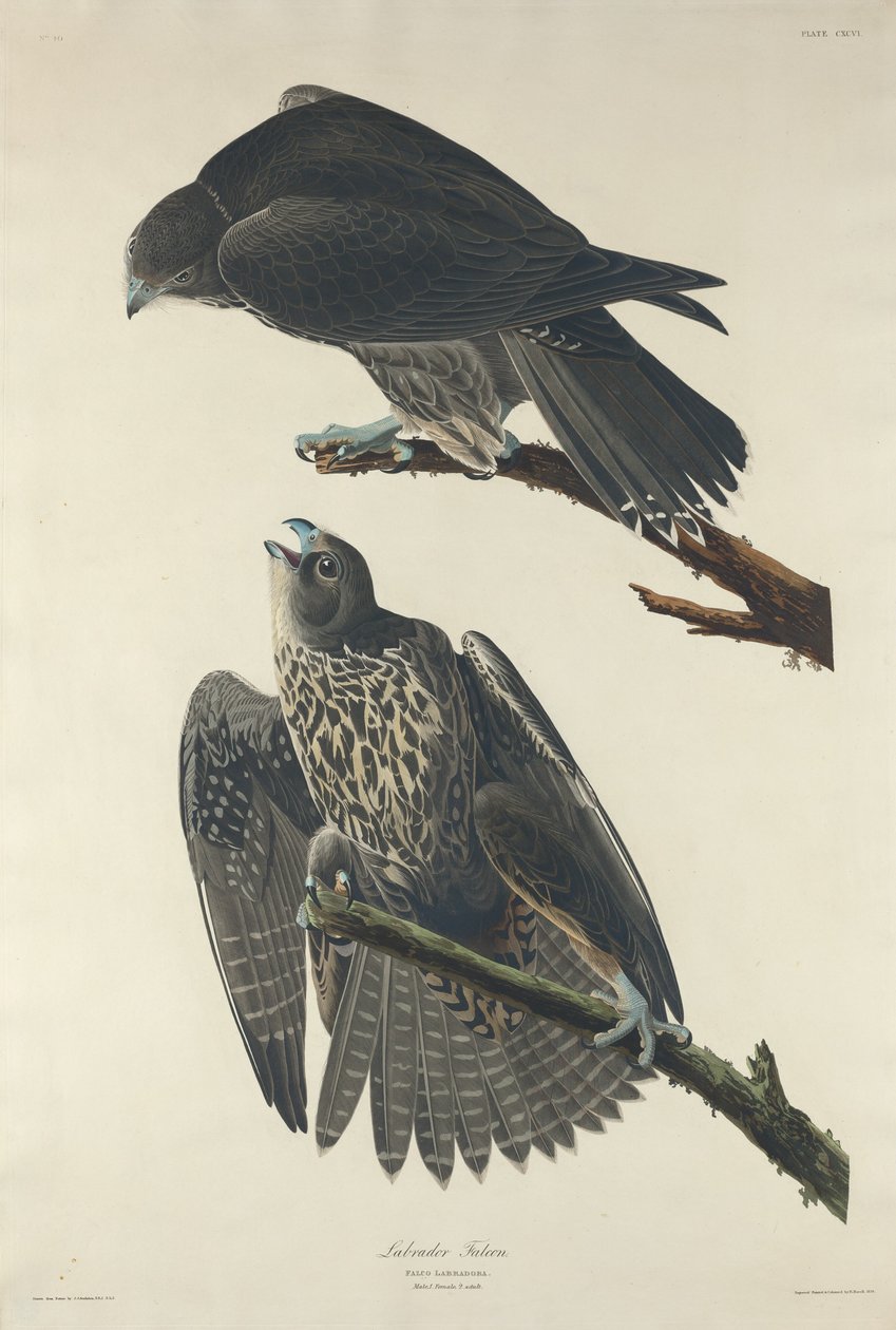 Labrador Falcão de Robert Havell after John James Audubon