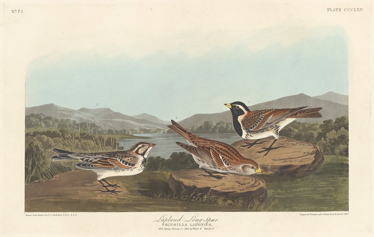 Esporão da Lapônia de Robert Havell after John James Audubon
