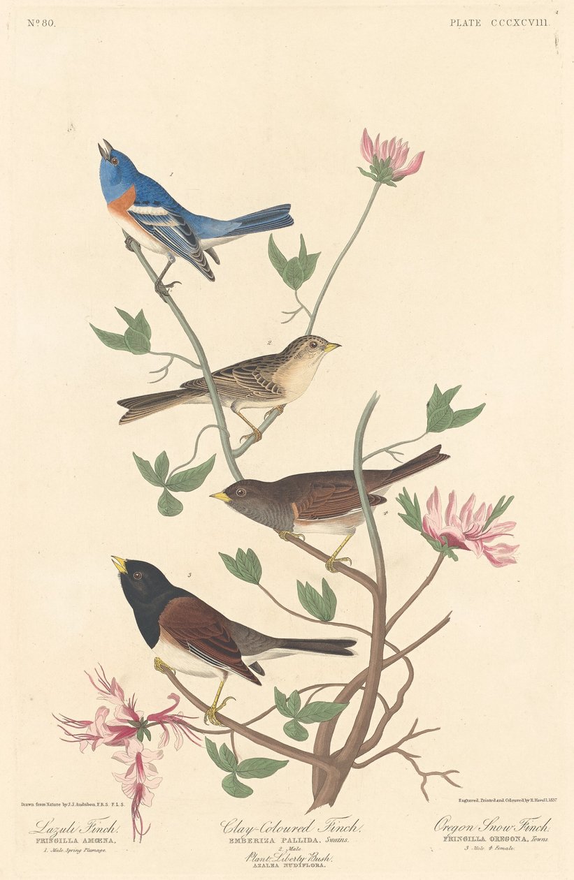 Lazuli Finch, Clay-colored Finch e Oregon Snow Finch de Robert Havell after John James Audubon