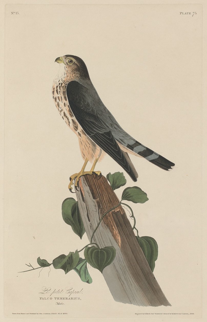 O Pequeno Cabo de Robert Havell after John James Audubon