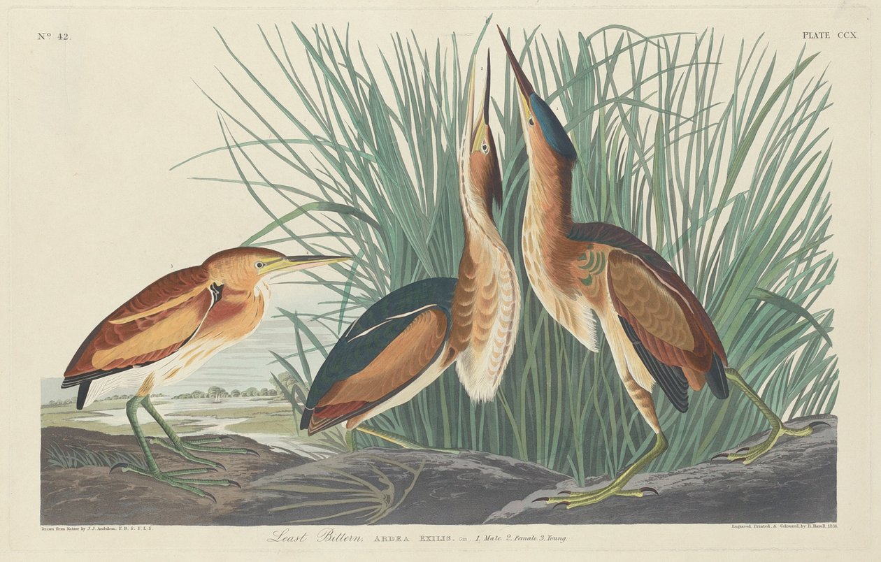 Menor Gargalo de Robert Havell after John James Audubon