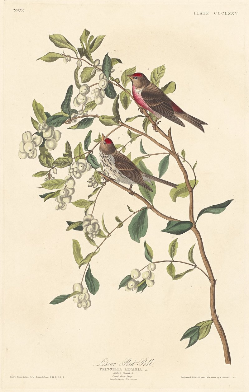 Red-poll menor de Robert Havell after John James Audubon