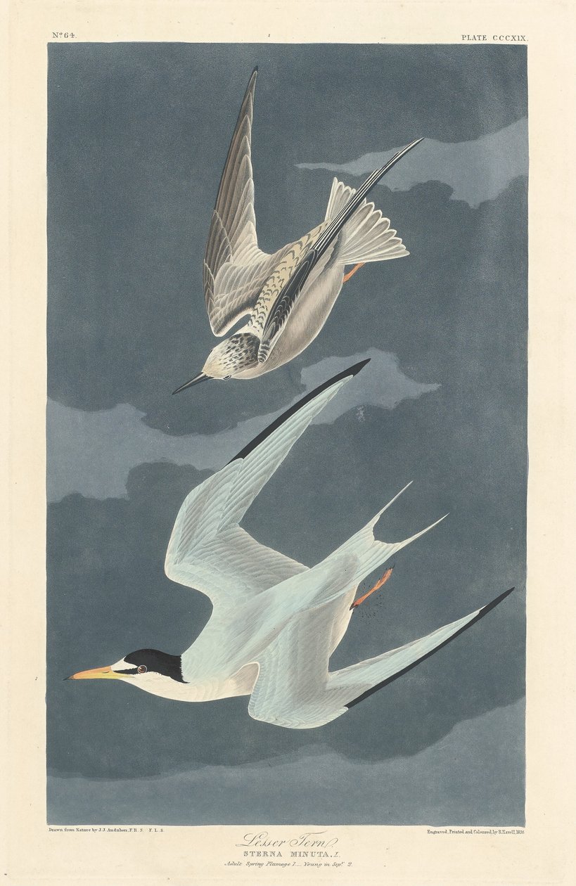 Andorinha-do-mar Menor de Robert Havell after John James Audubon