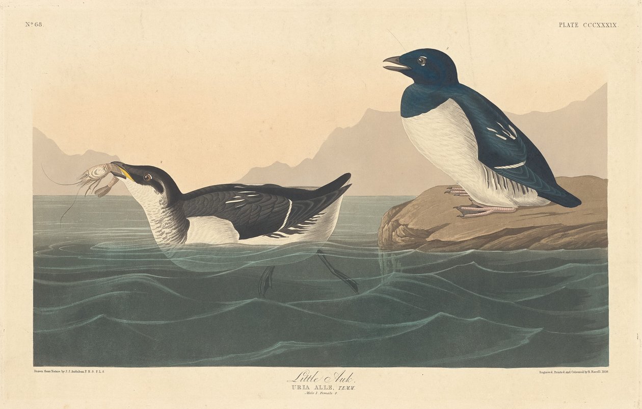Pequeno Auk de Robert Havell after John James Audubon