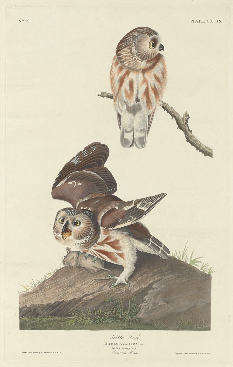 Pequena coruja de Robert Havell after John James Audubon