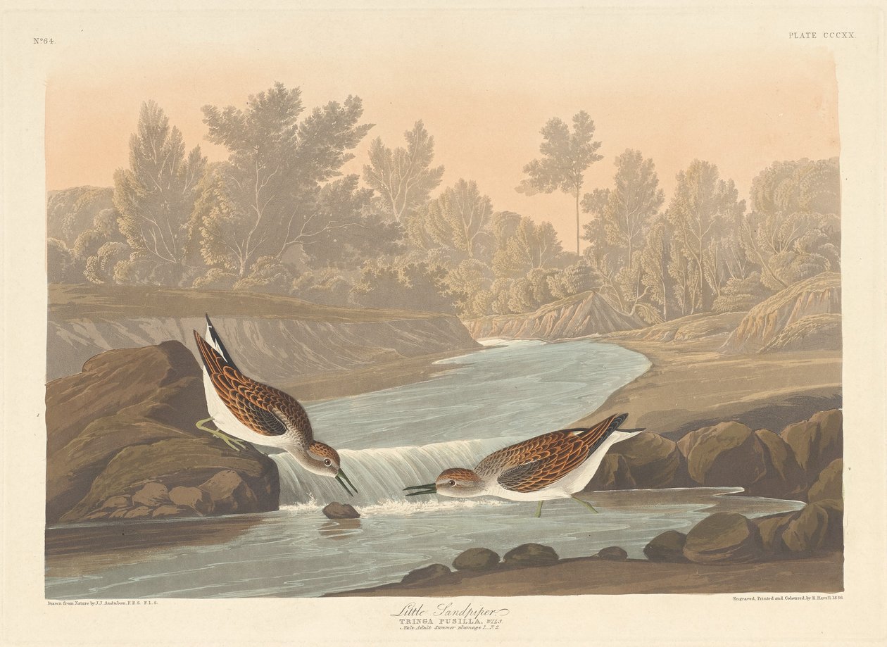 Pequeno maçarico de Robert Havell after John James Audubon