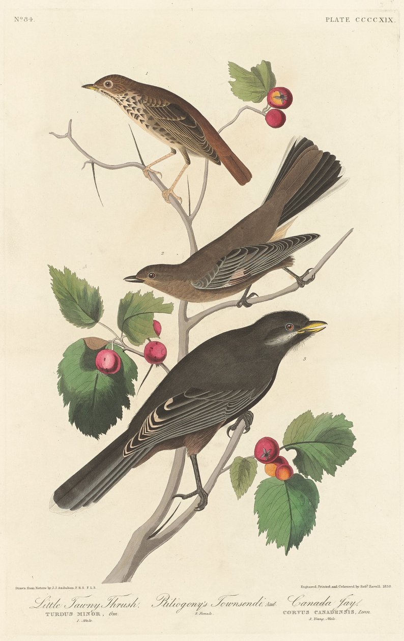 Pequeno Tordo Tawny de Robert Havell after John James Audubon
