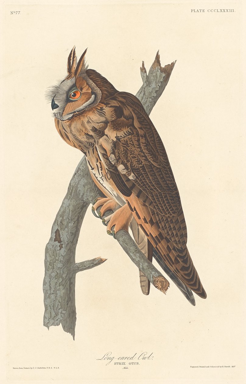 Coruja de orelhas compridas de Robert Havell after John James Audubon