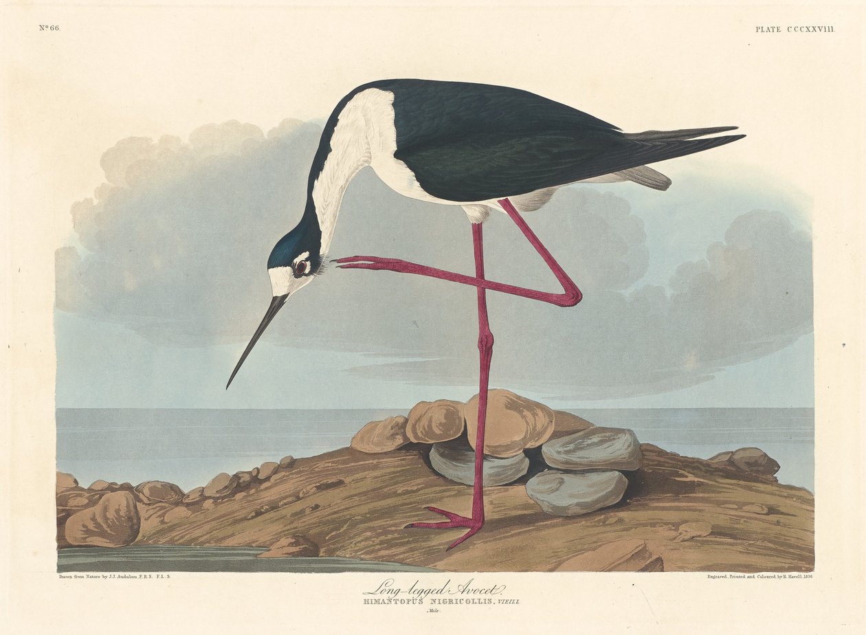 Alfaiate de pernas compridas de Robert Havell after John James Audubon