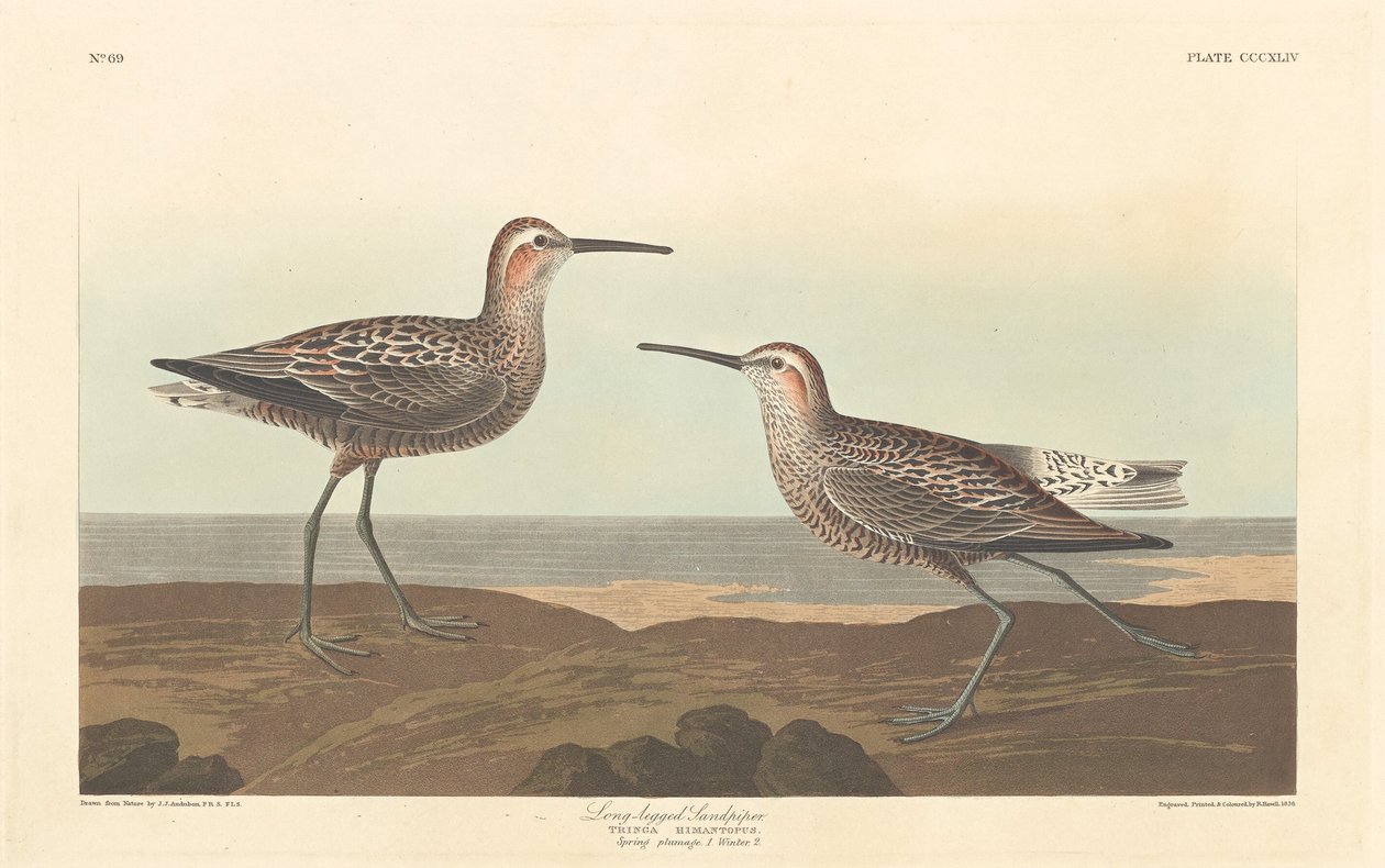 Maçarico de pernas compridas de Robert Havell after John James Audubon