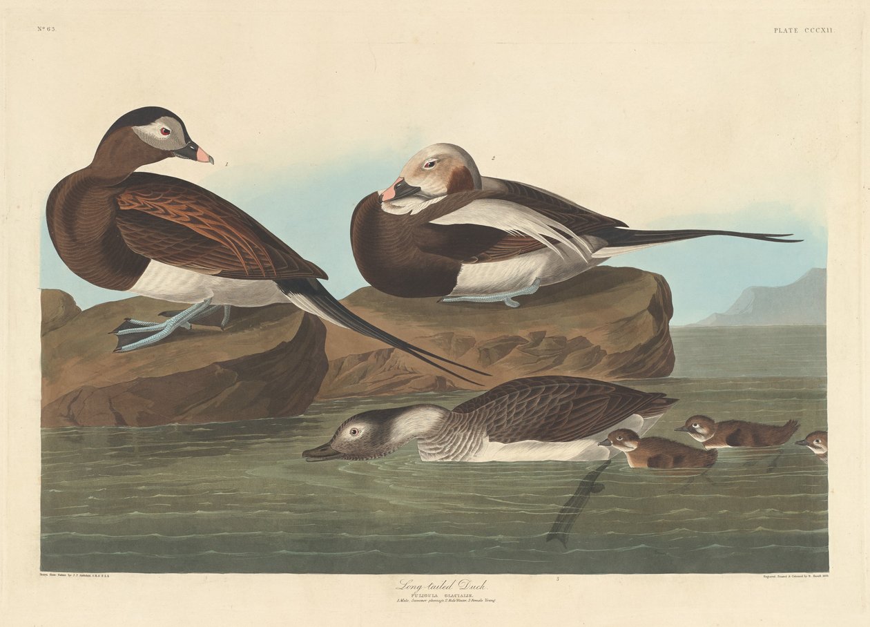 Pato de cauda longa de Robert Havell after John James Audubon