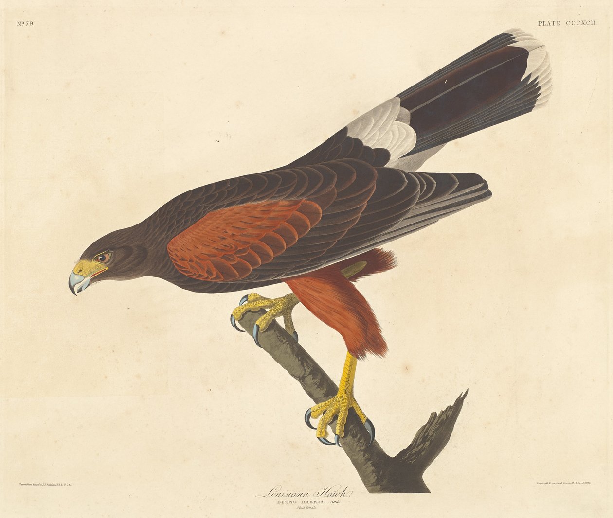 Falcão da Louisiana de Robert Havell after John James Audubon