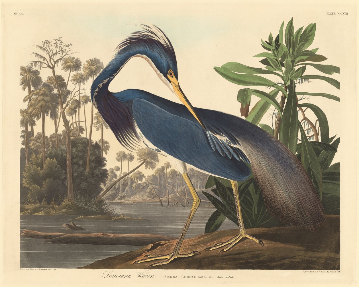 Garça da Louisiana de Robert Havell after John James Audubon