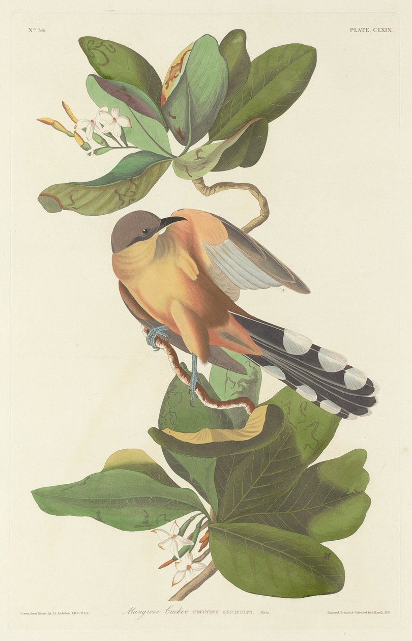 Cuco do Mangue de Robert Havell after John James Audubon