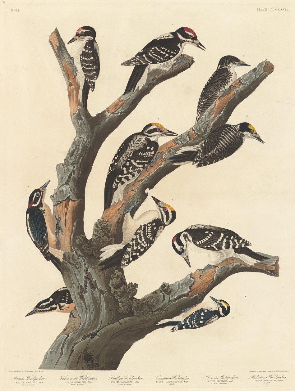 O Pica-Pau da Maria de Robert Havell after John James Audubon