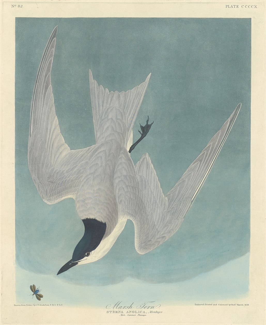 andorinha do pântano de Robert Havell after John James Audubon
