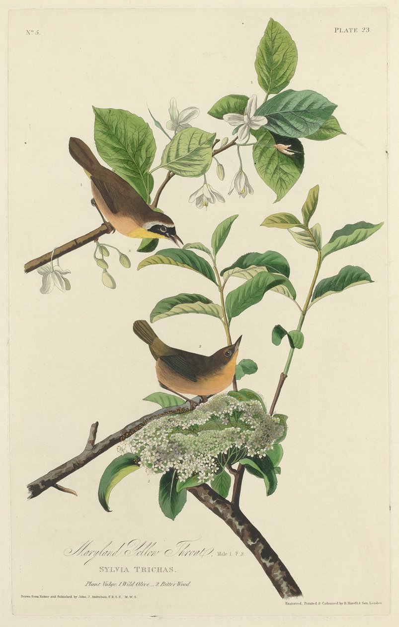 Garganta Amarela de Maryland de Robert Havell after John James Audubon