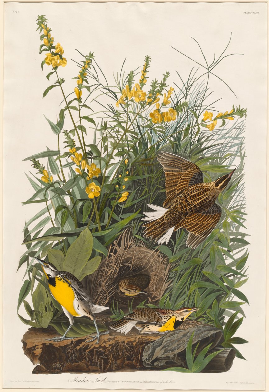 Cotovia do Prado de Robert Havell after John James Audubon