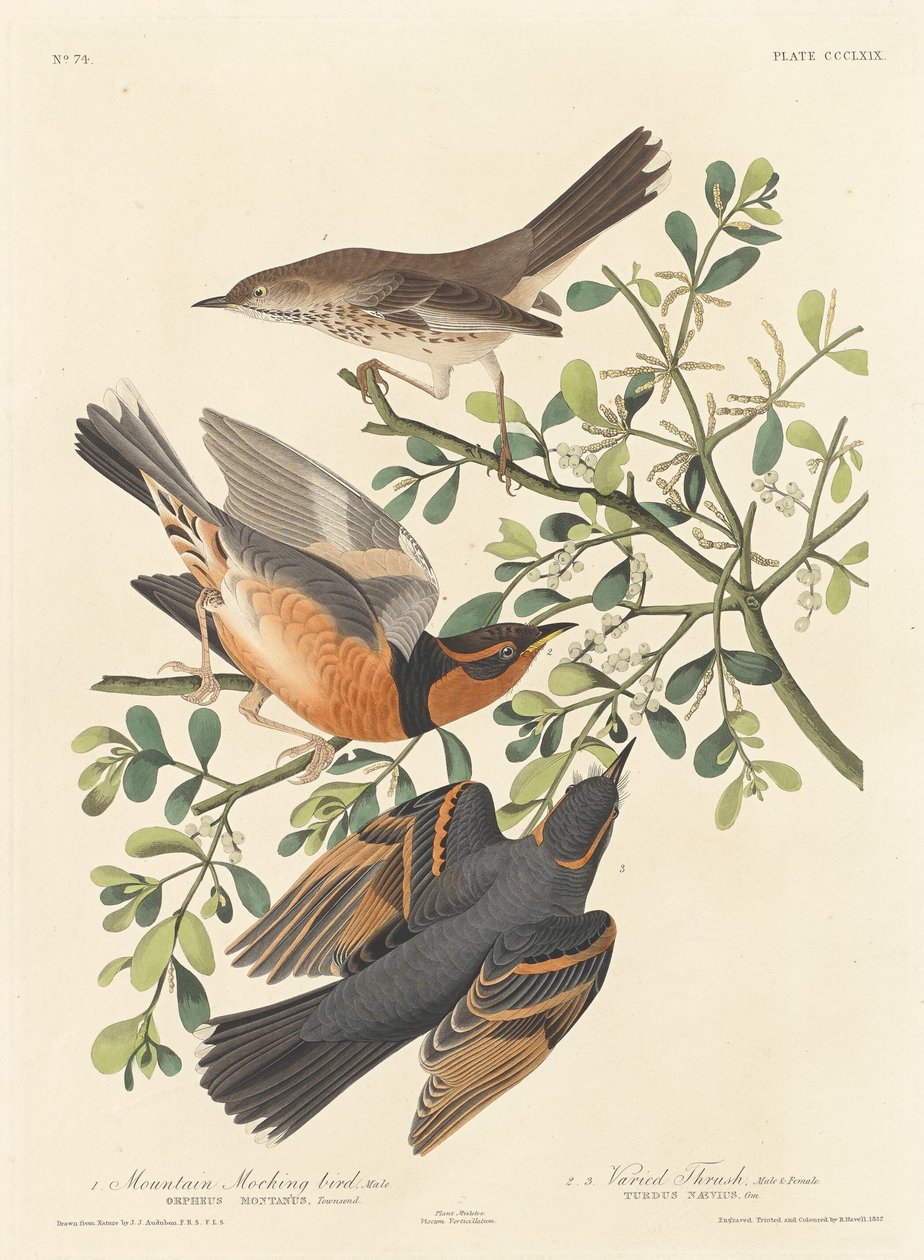 Sabiá da montanha e tordo variado de Robert Havell after John James Audubon