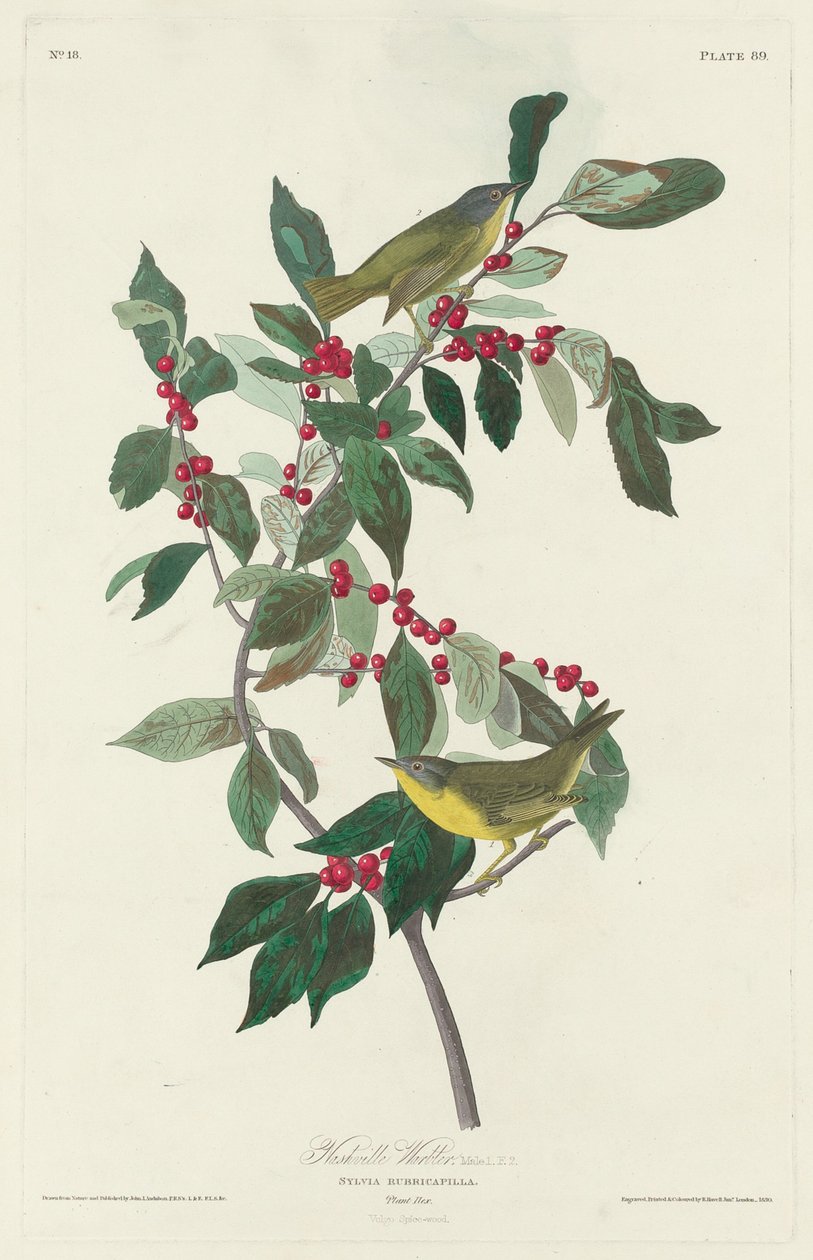 Toutinegra de Nashville de Robert Havell after John James Audubon