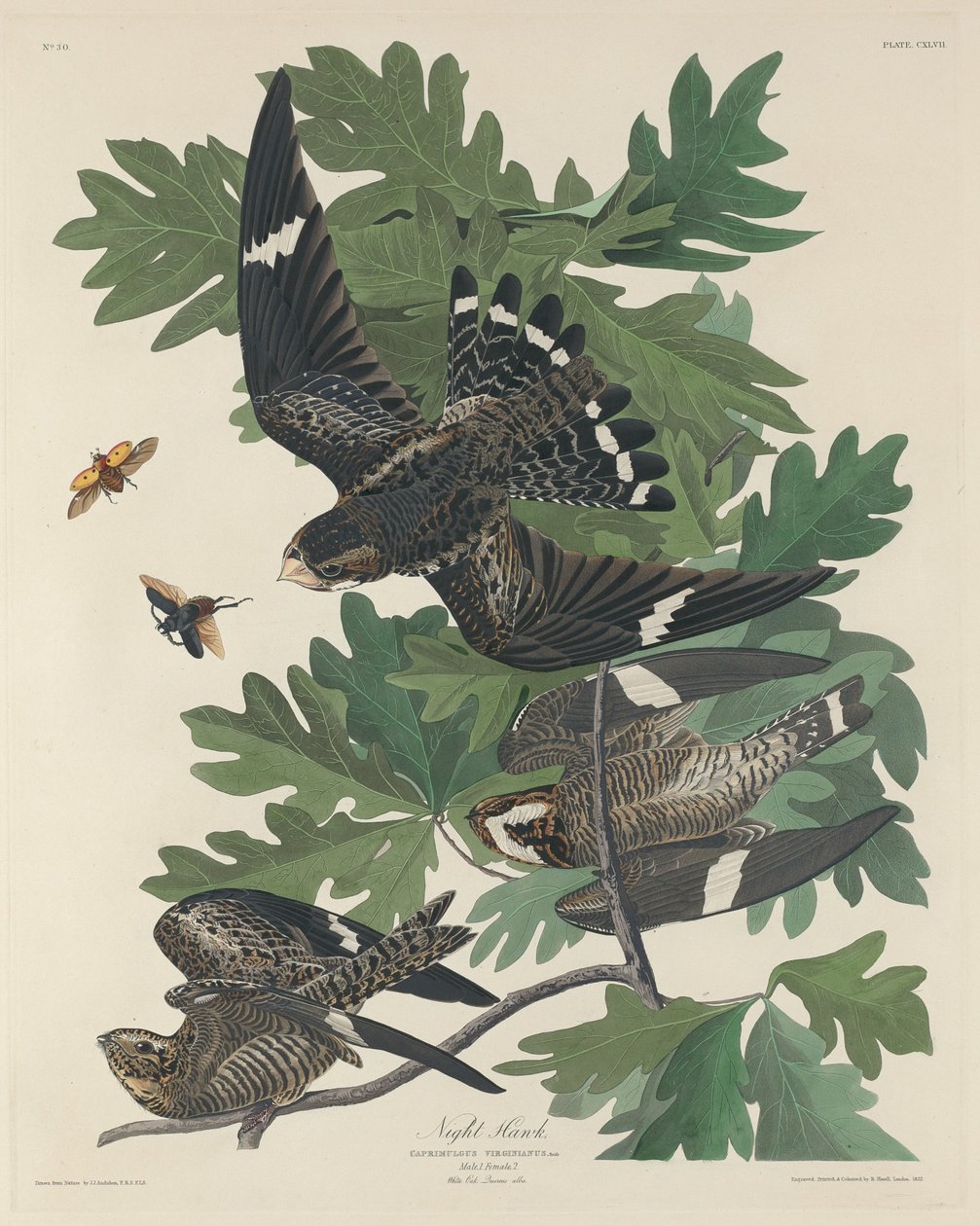 Falcão Noturno de Robert Havell after John James Audubon