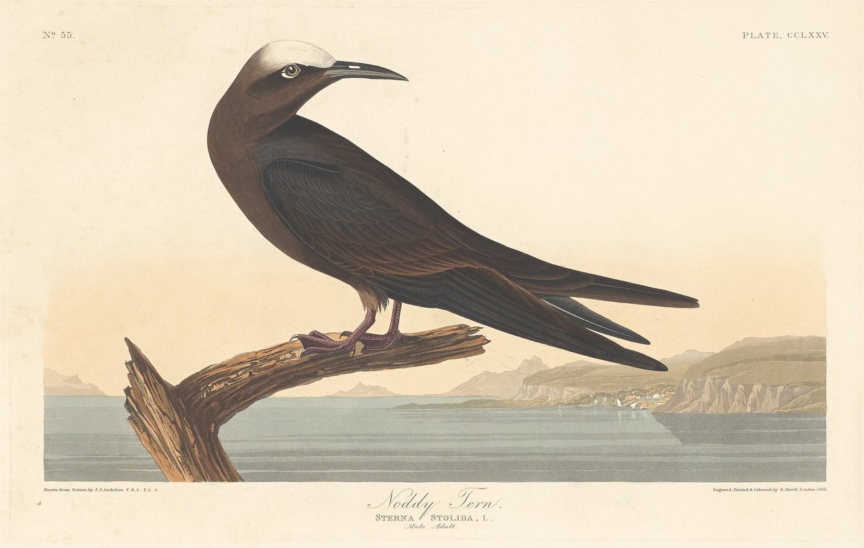 Noddy Tern de Robert Havell after John James Audubon
