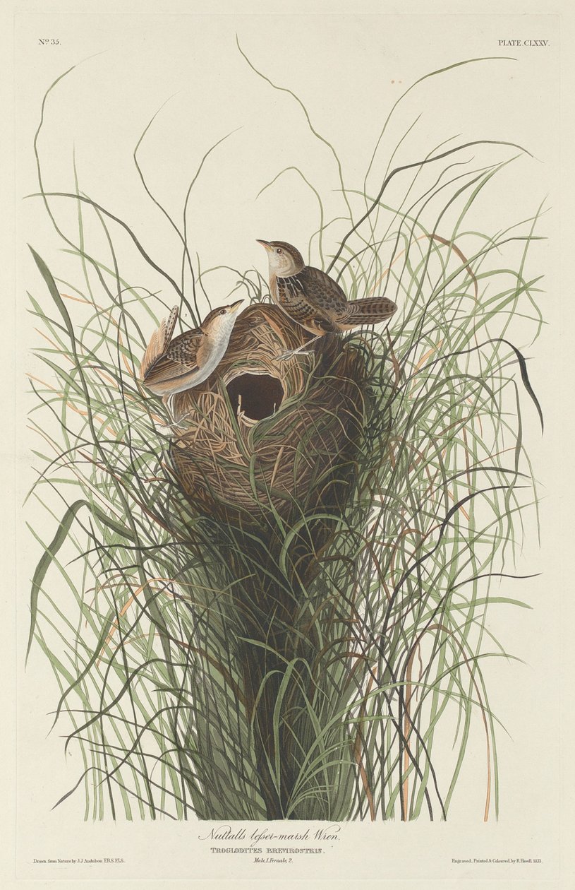 Carriça de Pântano Menor de Nuttall de Robert Havell after John James Audubon