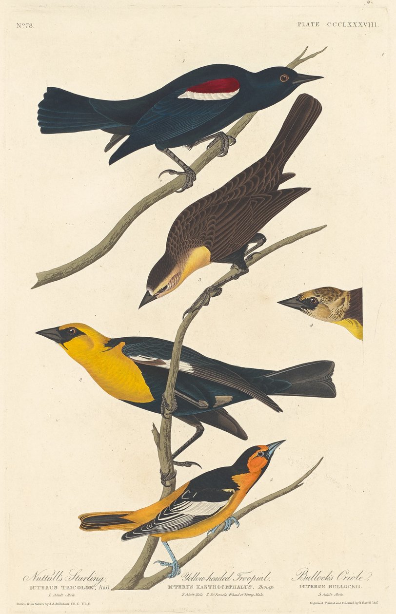 Estorninho de Nuttall, Troopial de cabeça amarela e Oriole de Bullock de Robert Havell after John James Audubon