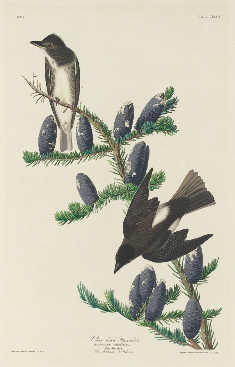 Papa-moscas-oliva de Robert Havell after John James Audubon