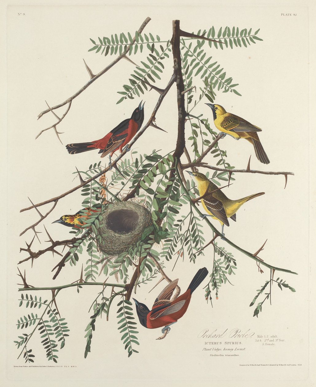 Pomar Oriole de Robert Havell after John James Audubon