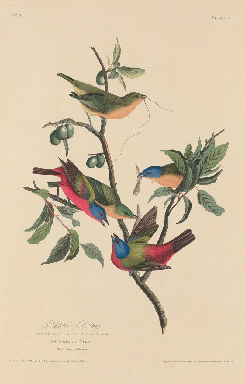 Estamenha Pintada de Robert Havell after John James Audubon