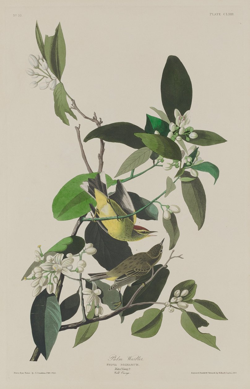 Palmeira de Robert Havell after John James Audubon