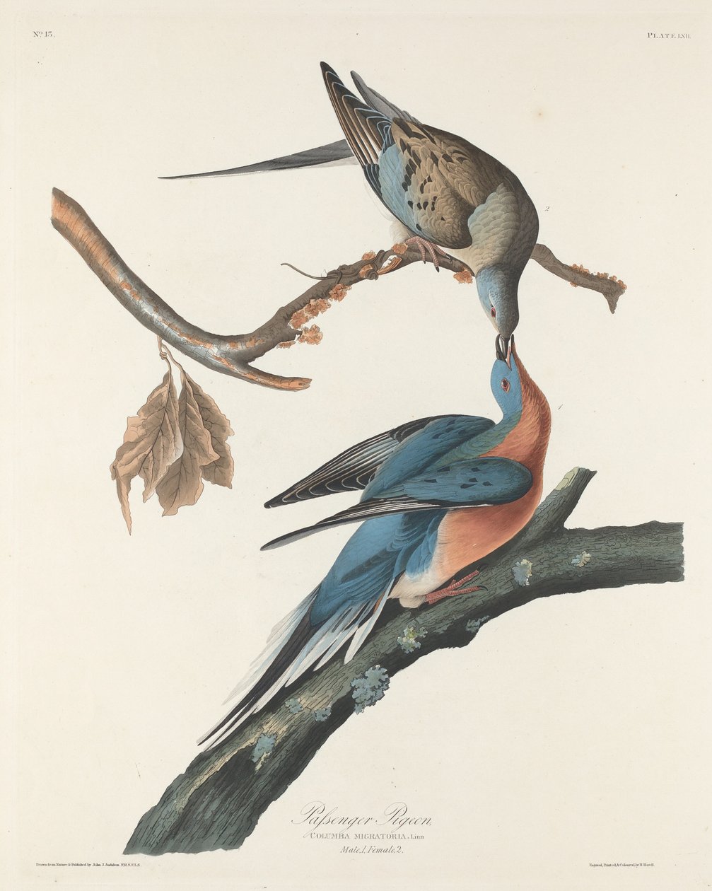Pombo passageiro de Robert Havell after John James Audubon