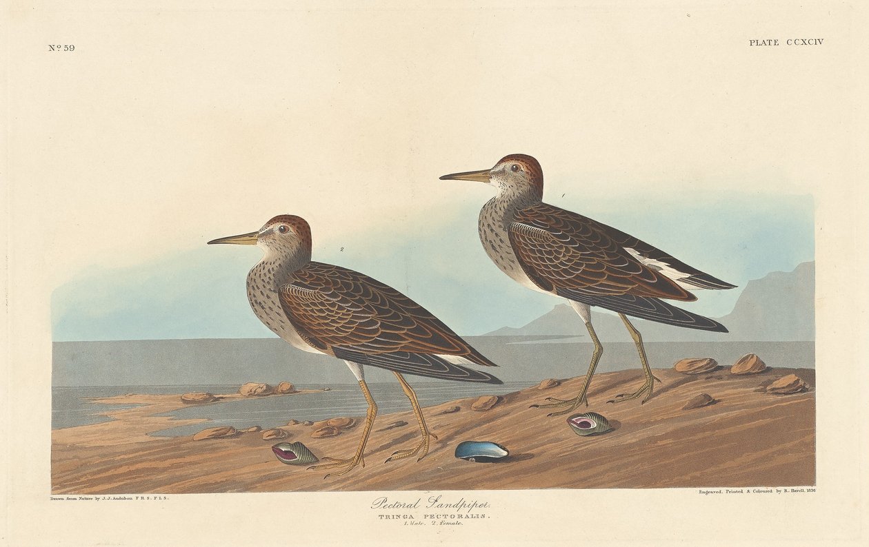 Maçarico peitoral de Robert Havell after John James Audubon