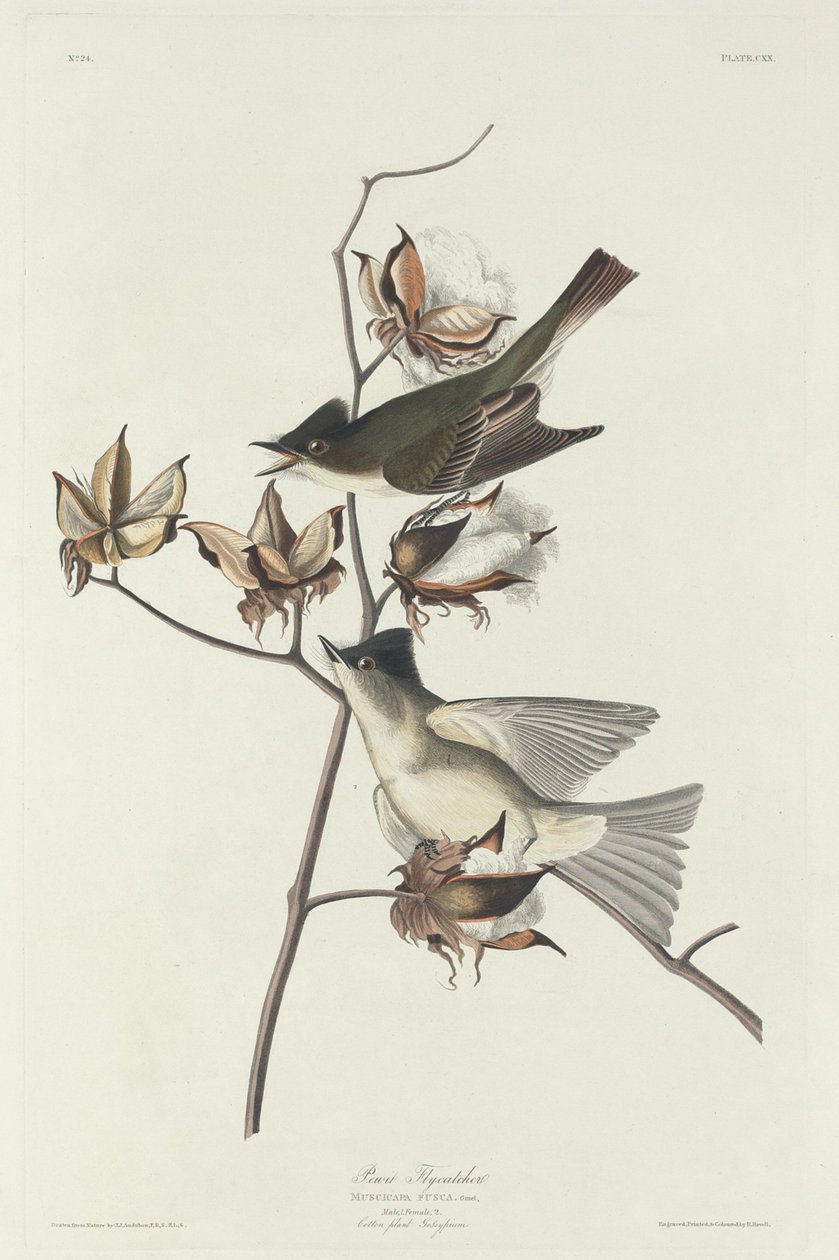 Pewit Flycatcher de Robert Havell after John James Audubon