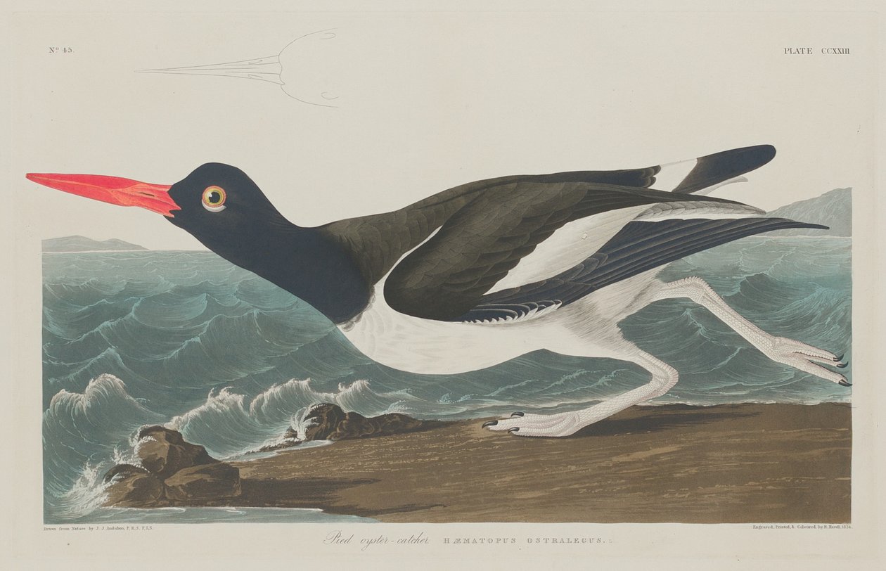 Apanhador de ostras de Robert Havell after John James Audubon