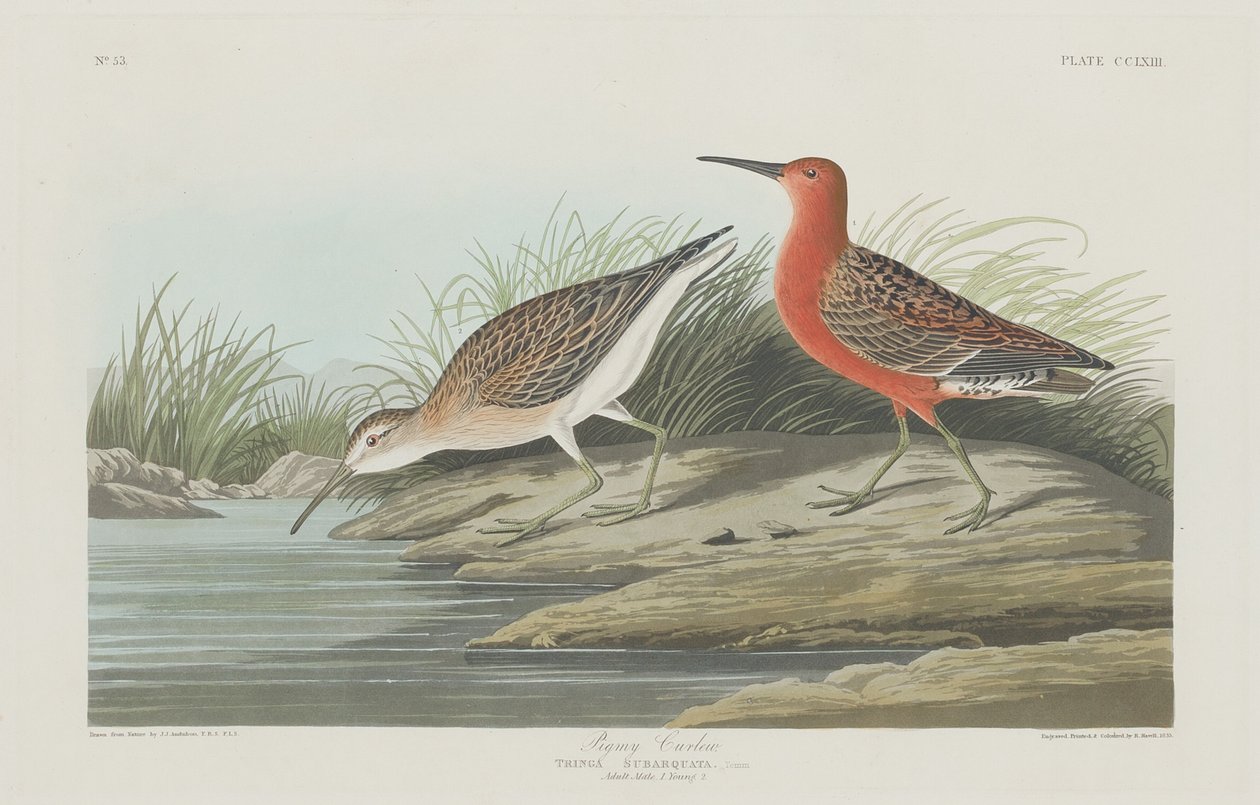 Maçarico Pigmeu de Robert Havell after John James Audubon