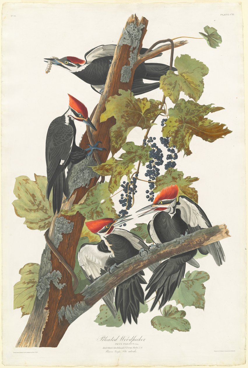 Pica-pau de Robert Havell after John James Audubon